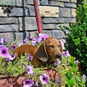 Ryan, Dachshund Puppy